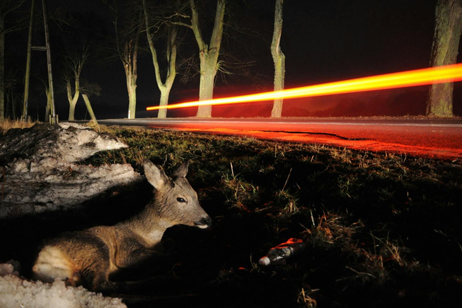 Roe Deer After Accident - Viking Assistance